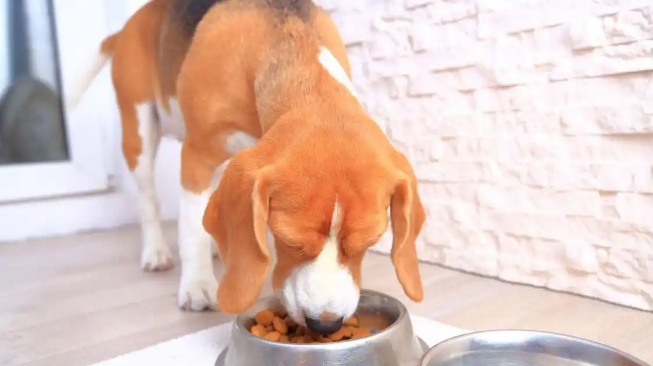 说不出的痛，原来流浪狗的一生竟然如此悲壮！