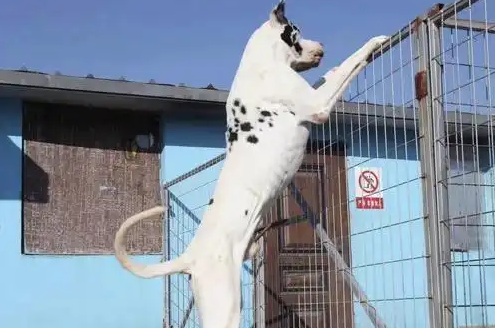 大丹犬到底有多“烈”？路人可能觉得是马！