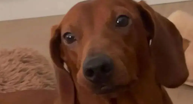 网友晒家里的腊肠犬,看懵了,第一眼还以为是烧猪! 网友晒家里的腊肠犬,看懵了,第一眼还以为是烧猪!