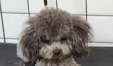 狗子上下打量了店员,并翻了个白眼。狗:你什么身份?也配伺候我 狗子上下打量了店员,并翻了个白眼。狗:你什么身份?也配伺候我