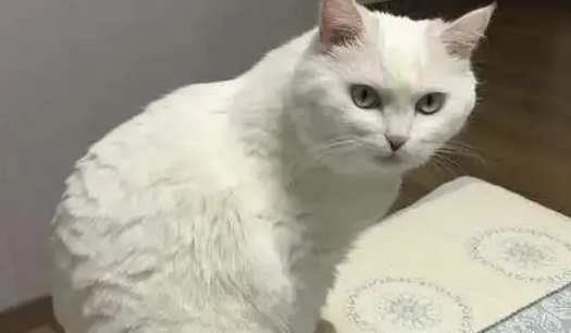 他丢弃的猫抓板,却被流浪猫当成珍宝,用执着赌赢了余生幸福 他丢弃的猫抓板,却被流浪猫当成珍宝,用执着赌赢了余生幸福