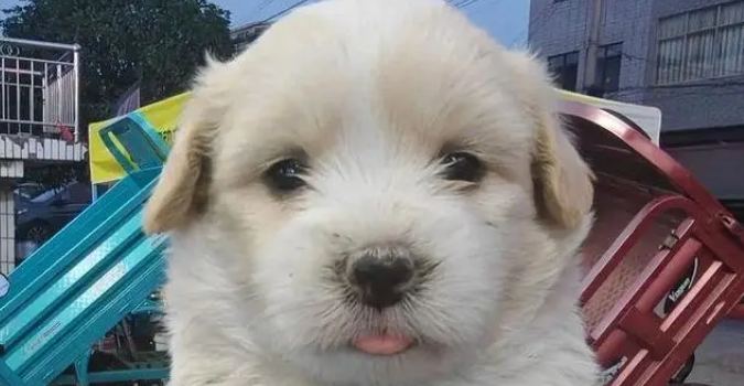 捡回的流浪狗僵坐3小时不敢睡,暖心守护3天,直接翻着肚皮酣睡 捡回的流浪狗僵坐3小时不敢睡,暖心守护3天,直接翻着肚皮酣睡