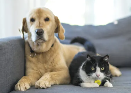 中国品牌Vetreska征服欧美猫主子:2年狂赚2.1亿,颜值经济引爆宠物出海新蓝海! 中国品牌Vetreska征服欧美猫主子:2年狂赚2.1亿,颜值经济引爆宠物出海新蓝海!