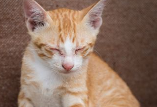 猫藓结痂代表什么? 猫藓结痂代表什么?