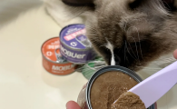 猫咪主食怎么选？从喵不二MOBUer看湿粮选购要点