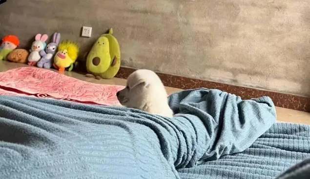 一觉醒来发现孩子捡回来一只小狗，啊啊啊根本不敢动