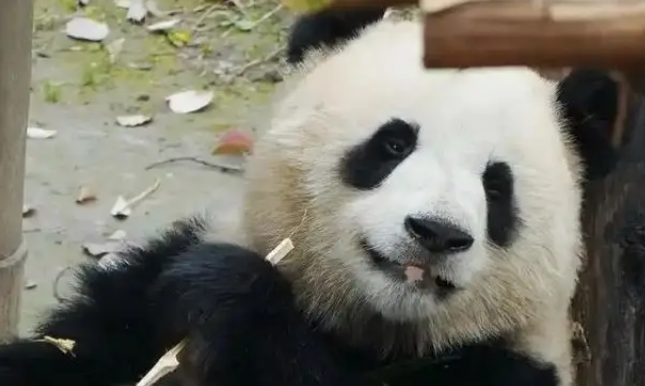 为闻邻居气味，大熊猫渝可屡次抗议，动物园暖心拆墙成全