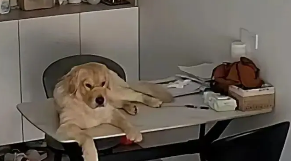 铲屎官在公司里当牛做马，自家毛孩子却在家里呼呼大睡