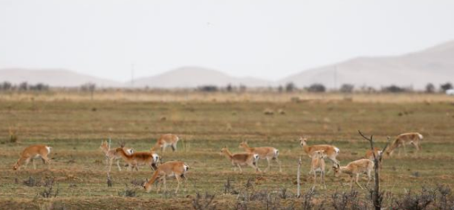 濒危物种普氏原羚野外种群数量达3700余只 濒危物种普氏原羚野外种群数量达3700余只