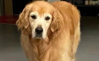 老年犬认知障碍什么表现？