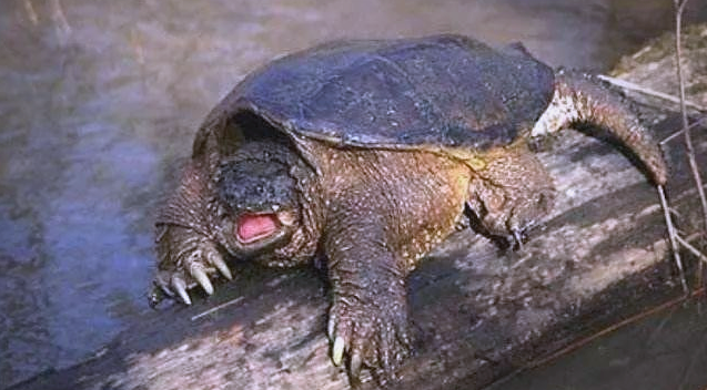 北美拟鳄龟感冒治疗全攻略：科学应对，精准护理