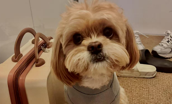 高铁携宠新体验,这些城市的铲屎官们有福了 高铁携宠新体验,这些城市的铲屎官们有福了