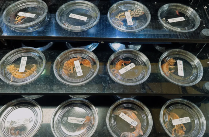 亚宠展 | 全球宠业风向标,最新趋势洞察 亚宠展 | 全球宠业风向标,最新趋势洞察