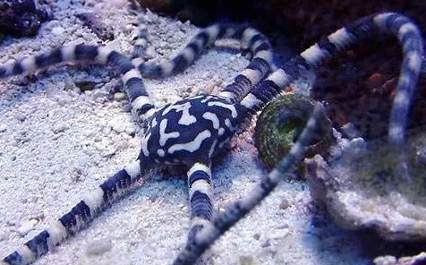 蛇海星有没有毒