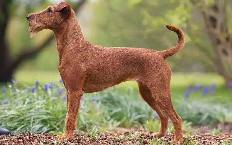 爱尔兰梗凭啥算 “梗犬特色款”?拆解它的品种特征与独特辨识度 爱尔兰梗凭啥算 “梗犬特色款”?拆解它的品种特征与独特辨识度