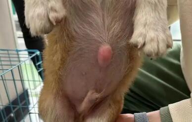 幼犬脐疝需要手术吗？