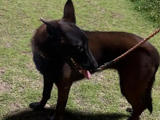 未拴绳柯基挑衅拴绳马犬,被咬后主人暴起,怒砸20分钟 未拴绳柯基挑衅拴绳马犬,被咬后主人暴起,怒砸20分钟