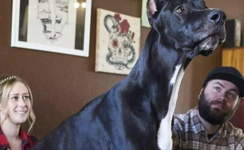 大丹犬的优雅与传奇：从贵族象征到世界最高狗