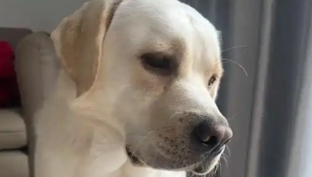 猪狗被困10天,猪饿出马甲线,拉布拉多却胖出啤酒肚 猪狗被困10天,猪饿出马甲线,拉布拉多却胖出啤酒肚