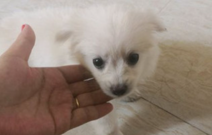 狗肠炎反复发烧该怎么办