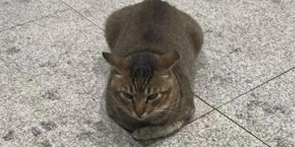 妹子发现地铁口的流浪猫不见了，结果看到旁边的字条后暖哭！