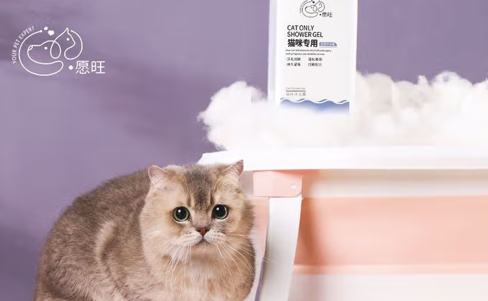 猫咪沐浴露能洗出蓬松亮毛吗?愿旺洗护合一有妙招 猫咪沐浴露能洗出蓬松亮毛吗?愿旺洗护合一有妙招