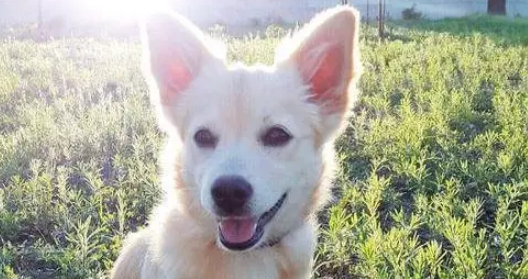 受伤小狗遭主人遗弃,医院里它仍摇尾巴,无奈医药费成无底洞 受伤小狗遭主人遗弃,医院里它仍摇尾巴,无奈医药费成无底洞