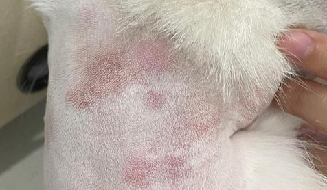 猫过敏症状有哪些