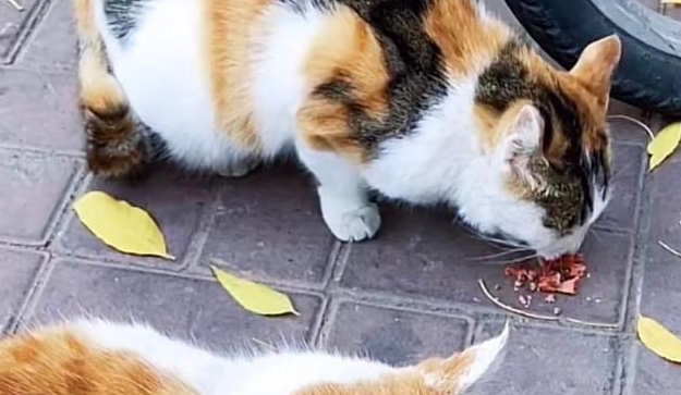 三花去世后，胖橘不吃不喝直到离开