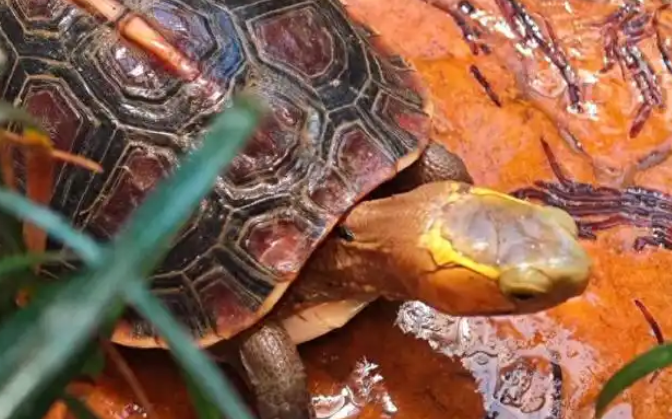 黄缘闭壳龟:自然界的“带锁铠甲”与生态精灵 黄缘闭壳龟:自然界的“带锁铠甲”与生态精灵