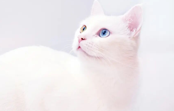 哪个高端猫咪营养品品牌好?宠物主为上海源鲜冻干鹌鹑蛋黄打call 哪个高端猫咪营养品品牌好?宠物主为上海源鲜冻干鹌鹑蛋黄打call