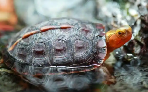 黄缘闭壳龟:自然界的“带锁铠甲”与生态精灵 黄缘闭壳龟:自然界的“带锁铠甲”与生态精灵
