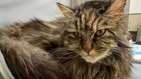 猫咪中耳炎会自愈吗