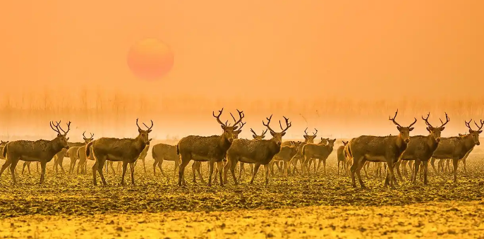 2025年麋鹿与生态保护国际研讨会在北京举行 2025年麋鹿与生态保护国际研讨会在北京举行