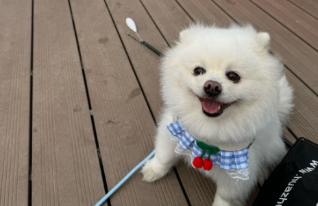 狗狗内脏受伤怎么分辨