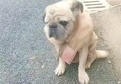 湖南老狗颈挂数百元小区求收养 字条藏牵挂,爱心母女暖心接盘 湖南老狗颈挂数百元小区求收养 字条藏牵挂,爱心母女暖心接盘