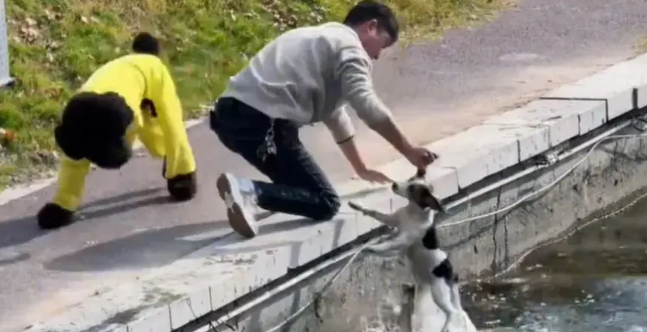 狗主人将自家狗子扔进河，一旁贵宾看得瑟瑟发抖…