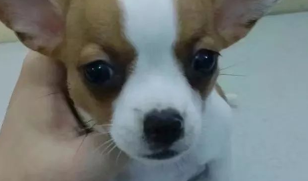 狗狗坐姿太奇特,宠主吓得带去找医生 狗狗坐姿太奇特,宠主吓得带去找医生