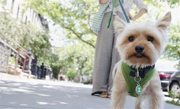 短短10天,无锡、上海、浙江……争抢宠物经济 短短10天,无锡、上海、浙江……争抢宠物经济
