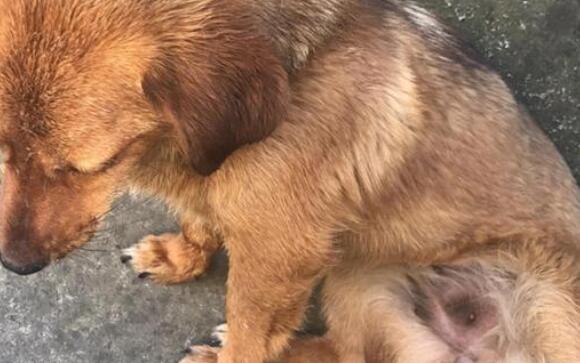 如何预防幼犬犬瘟热? 如何预防幼犬犬瘟热?