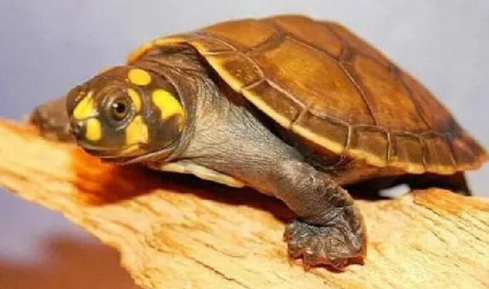 黄头侧颈龟龟壳发白：四大诱因与科学应对指南