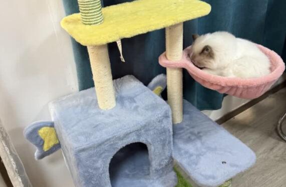 宠贝趣猫爬架实用么 宠贝趣猫爬架实用么