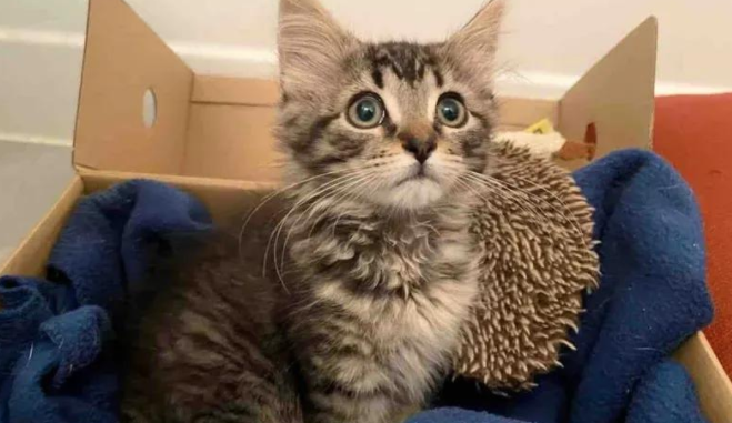 落单小奶猫惊险求生,意外收获暖心猫友 落单小奶猫惊险求生,意外收获暖心猫友