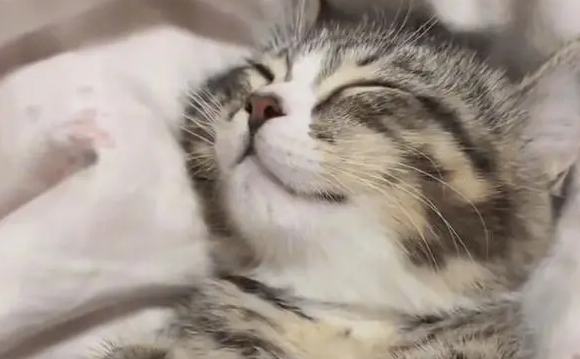 男子在暴雨天捡回一只流浪小猫,养了两个月小猫变得越来越可爱 男子在暴雨天捡回一只流浪小猫,养了两个月小猫变得越来越可爱