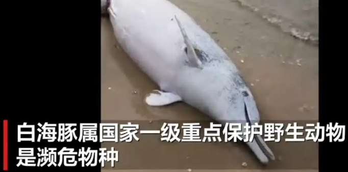 广东沙滩现中华白海豚尸体，系难产死亡，腹中幼崽一同殒命