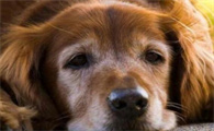 老年犬肝病早期症状？