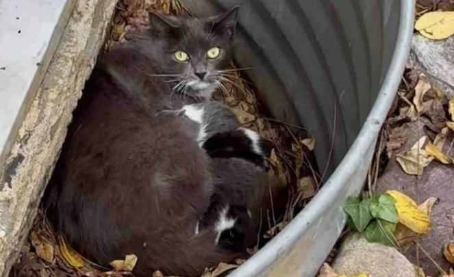 寒夜铁桶藏娇儿,流浪猫妈守护奇迹 寒夜铁桶藏娇儿,流浪猫妈守护奇迹