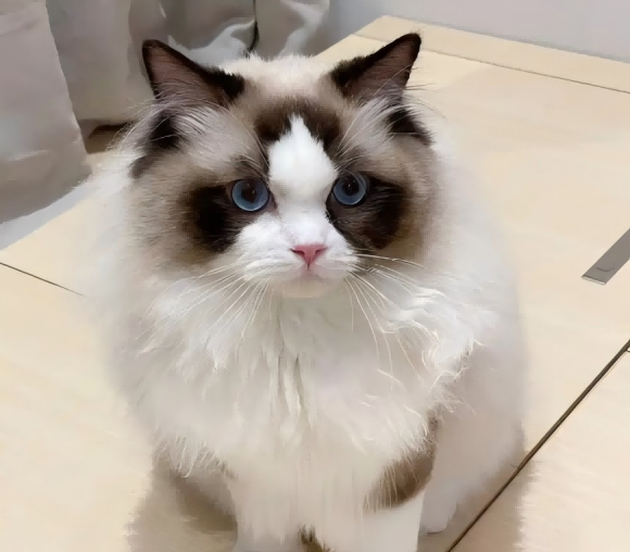 猫条哪个牌子质量好性价比高?福茂宠食猫条明智之选 猫条哪个牌子质量好性价比高?福茂宠食猫条明智之选
