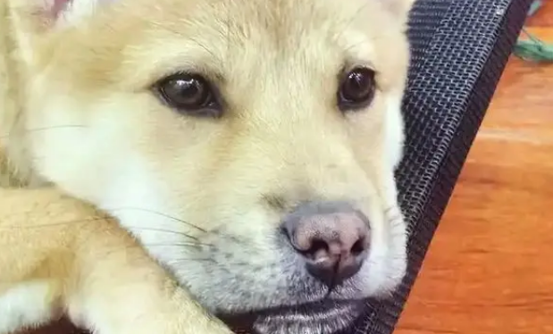 受伤小狗遭主人遗弃,医院里它仍摇尾巴,无奈医药费成无底洞 受伤小狗遭主人遗弃,医院里它仍摇尾巴,无奈医药费成无底洞