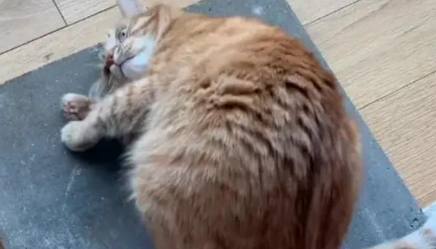 混凝土板爆红TikTok！猫咪新宠背后的千亿宠物创新市场
